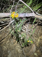 Pultenaea petiolaris