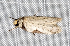 Philobota transversella
