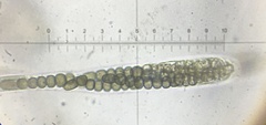 Preussia octomera