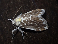 Pseudoadites frigida