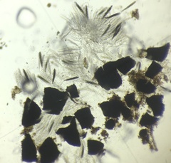 Preussia octomera