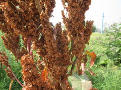 Rumex patientia