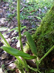 Anthurium hoffmannii