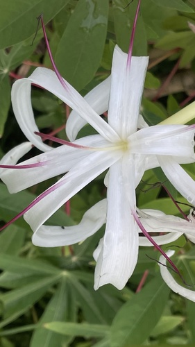 Crinum asiaticum image