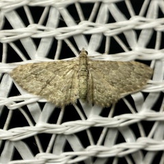 Chloroclystis mniochroa