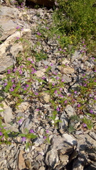 Galeopsis ladanum