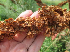 Rumex patientia