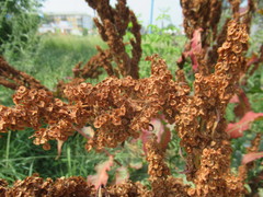 Rumex patientia