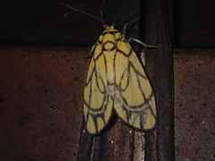 Cyme euprepioides