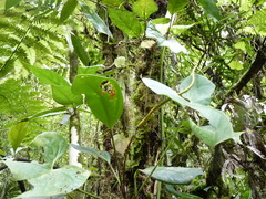 Anthurium durandii