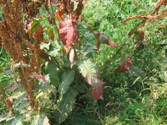 Rumex patientia