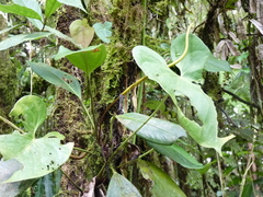 Anthurium durandii