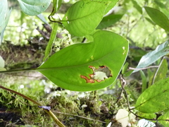 Anthurium durandii