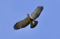 Spizaetus melanoleucus
