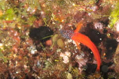 Microlipophrys nigriceps