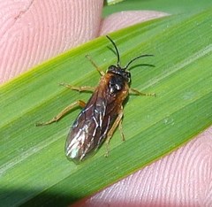 Monostegia abdominalis
