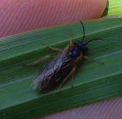 Monostegia abdominalis