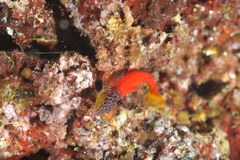 Microlipophrys nigriceps