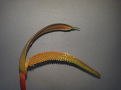 Anthurium concinnatum