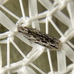 Ardozyga amblopis