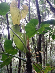 Anthurium concinnatum