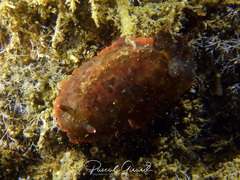 Dendrodoris temarana