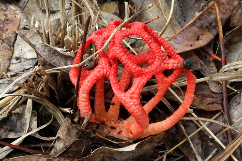 Craypot Stinkhorn