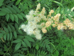 Oedemeridae