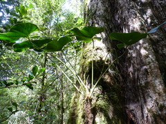 Anthurium concinnatum