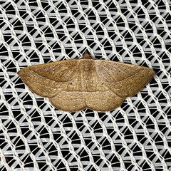 Nadagara xylotrema