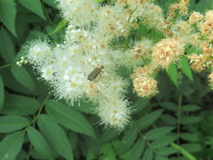 Oedemeridae