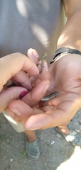 Natrix tessellata