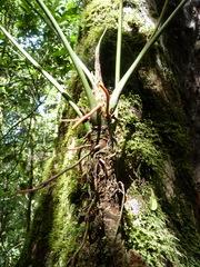 Anthurium concinnatum