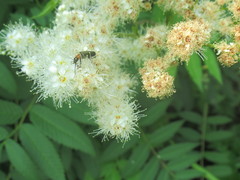 Oedemeridae