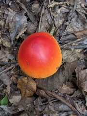 Amanita parcivolvata