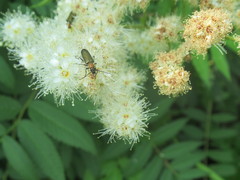 Oedemeridae