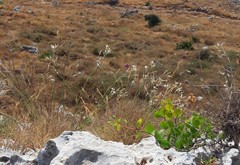 Dianthus japigicus