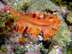 Yungia aurantiaca