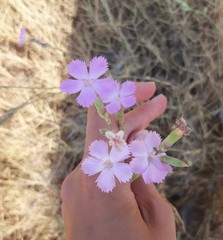 Dianthus japigicus