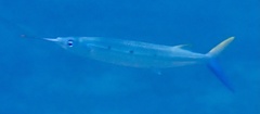 Hemiramphus far