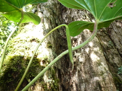 Anthurium concinnatum