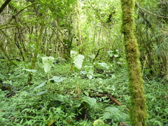 Anthurium concinnatum