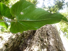 Anthurium concinnatum