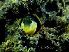 Microlipophrys dalmatinus