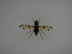 Otites porcus