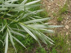 Salix schwerinii