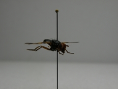 Otites porcus