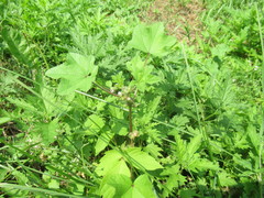 Malva verticillata
