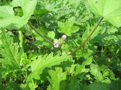 Malva verticillata