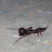 African Whip Scorpion - Photo (c) sofiaconde, some rights reserved (CC BY-NC), uploaded by sofiaconde
